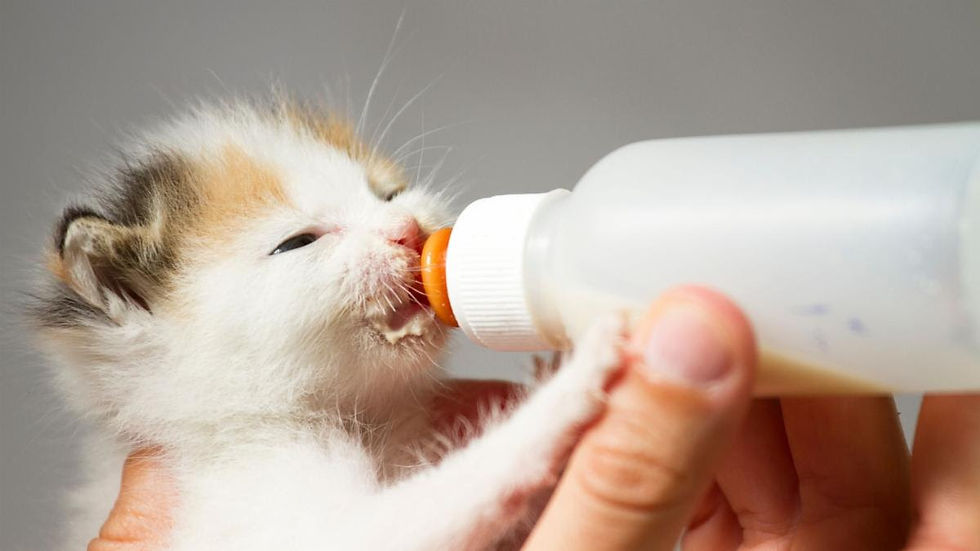 Fragile newborns depend on human care to survive their first days.