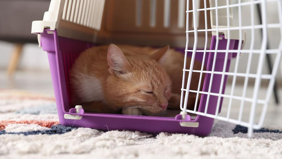 Make the carrier a familiar place.