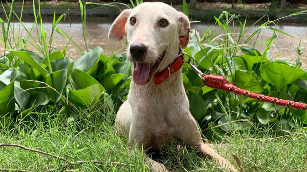 Rescued Pilot Pup Sophie is safe because someone like you cared.