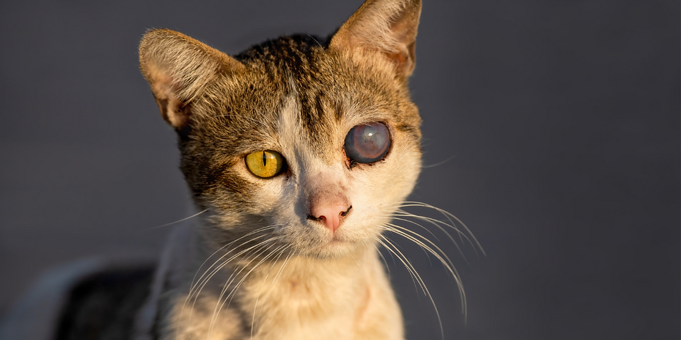 cat abuse - stray cat - cat overpopulation - animal abuse