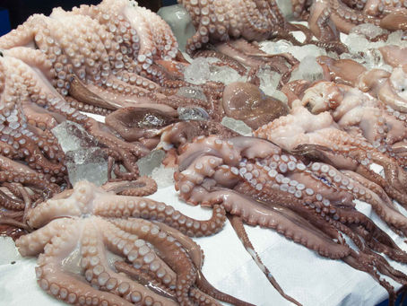Action Alert: New octopus facility would kill 1 MILLION each year.