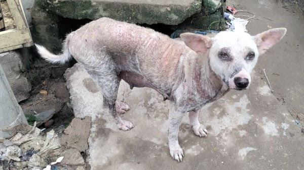 stray dog, dogs, rescue dog