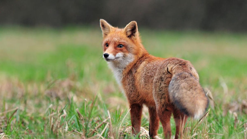 Foxes are finally free from a life of fear.
