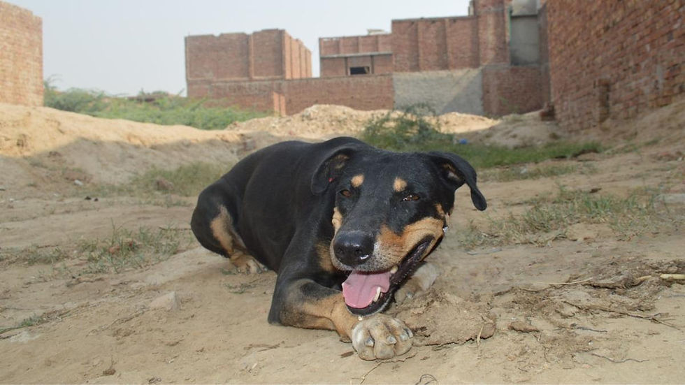 The ground was the only thing I had before Team 600MillionDogs rescued me.