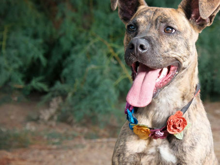 Colombia bans bullfighting, and more good news!