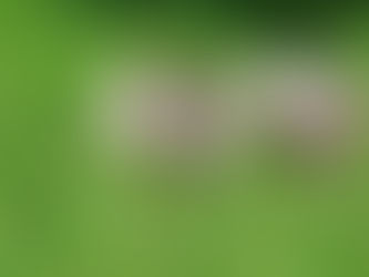 Animals will NO longer be shot in U.S. Military Medical Training