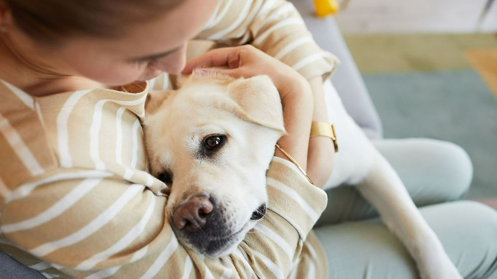 stray dog, dogs, rescue dog
