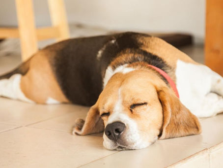 Big News: Las Vegas Bans Pet Store Sales