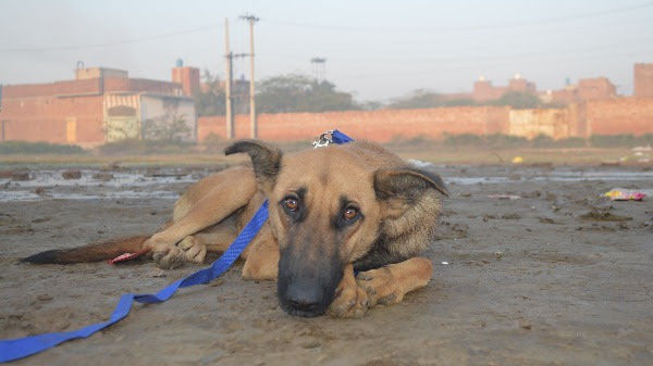 stray dog, dogs, rescue dog