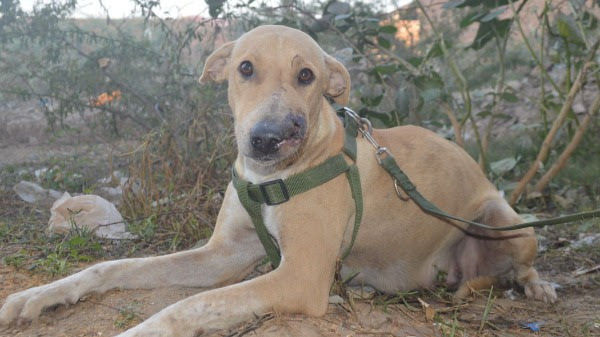 rescue dog, dogs, stray dogs