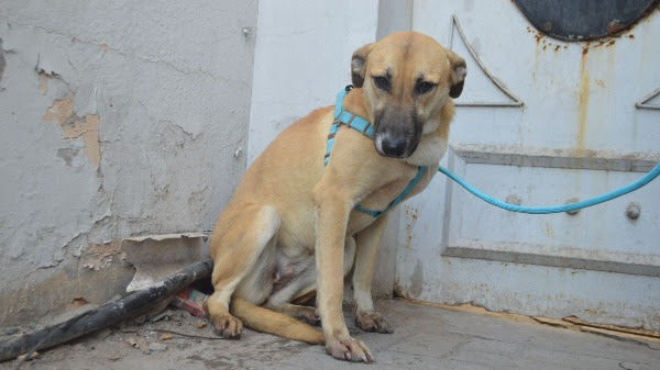 rescue dog, dogs, stray dogs