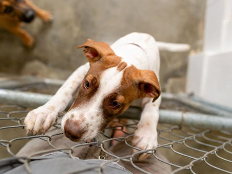 A Shelter Dog Could be Your Next Best Friend