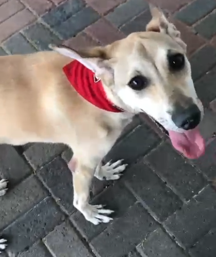 After being intentionally run over by a car in Bahrain, Buddy is finally safe here in the U.S.