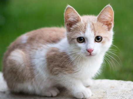What is a Pet Trust and How Can You Set One Up?
