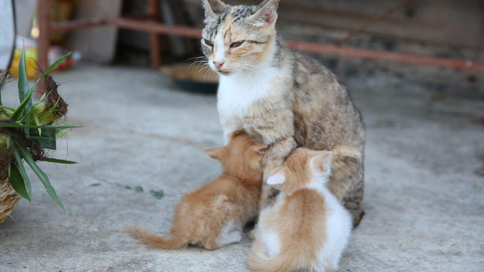 Too many kittens are born into lives of hardship.