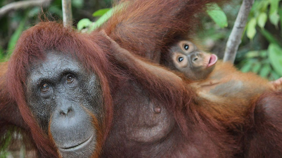 orangutans