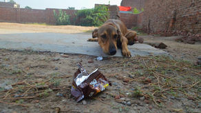 From fear to safety: Kali’s first night with us