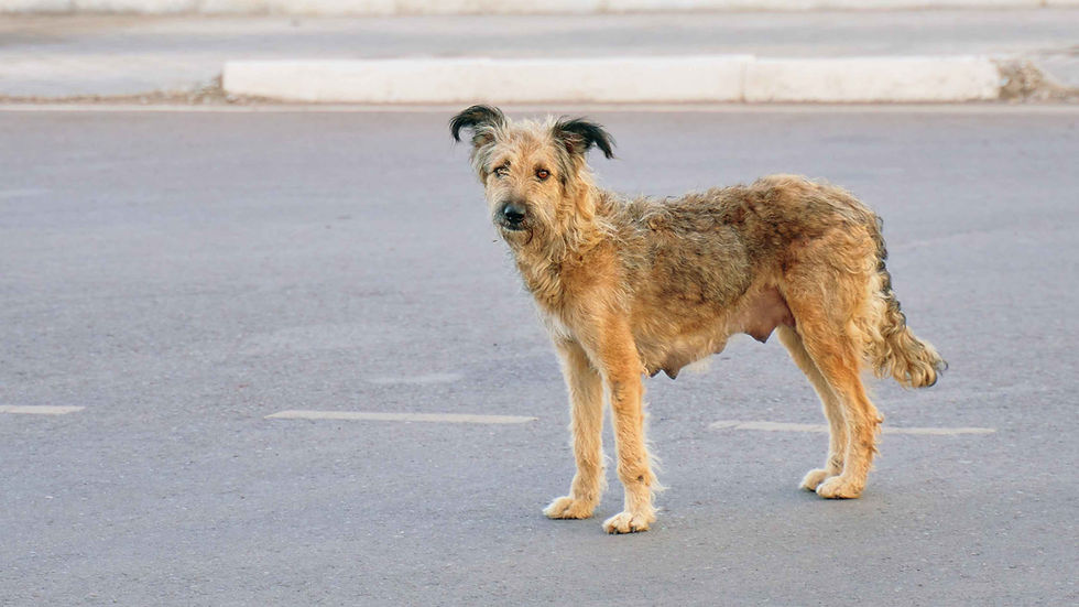 dog, dogs, stray dog, dog overpopulation