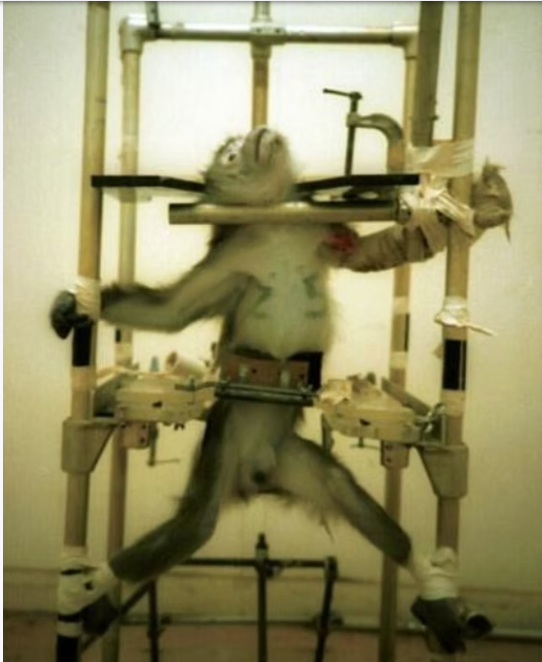 The Silver Spring Monkeys Case sparked a nationwide debate about the ethics of animal research.