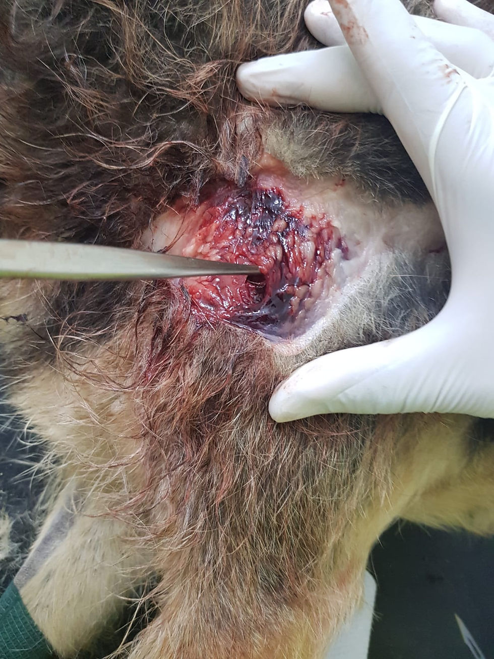 This was a dog named Ronnie, a street dog shot and killed in Bahrain.