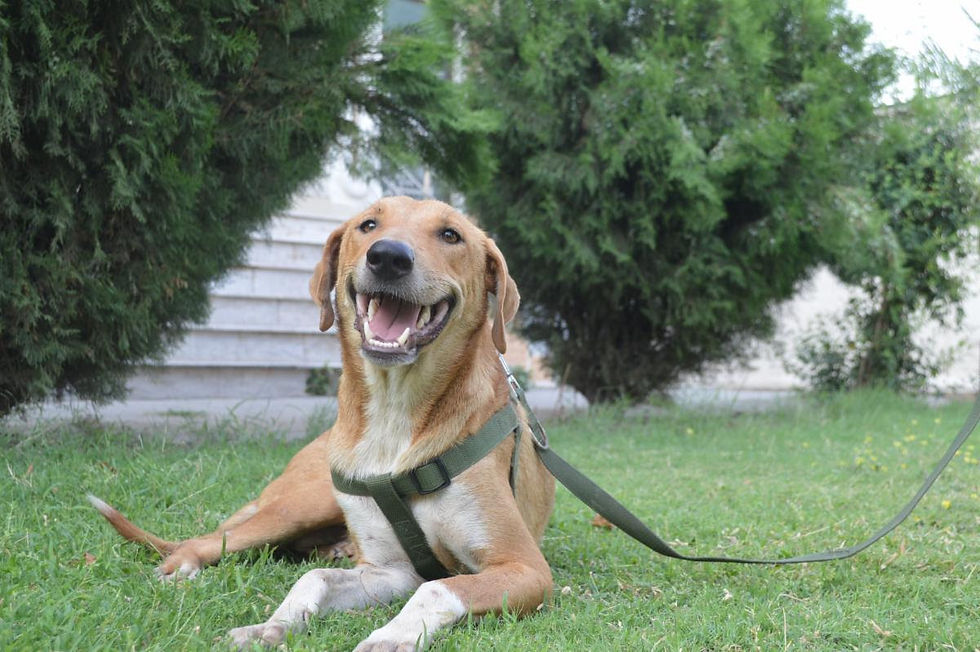 stray dog, pilot pup, rescue dog, dog