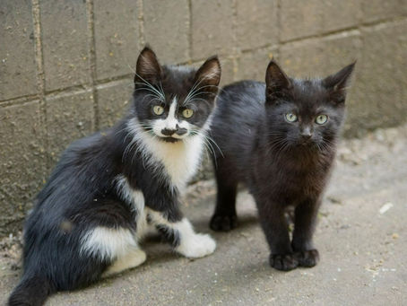 Kitten Thrown From Bridge ... Demand Justice Now!