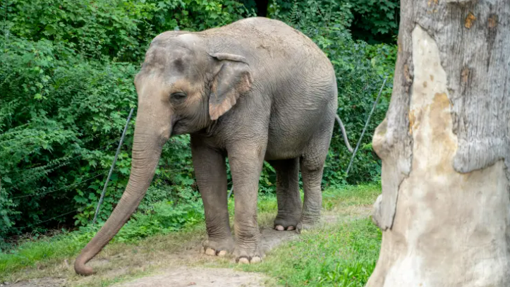 Happy stands alone after decades inside the Bronx Zoo.