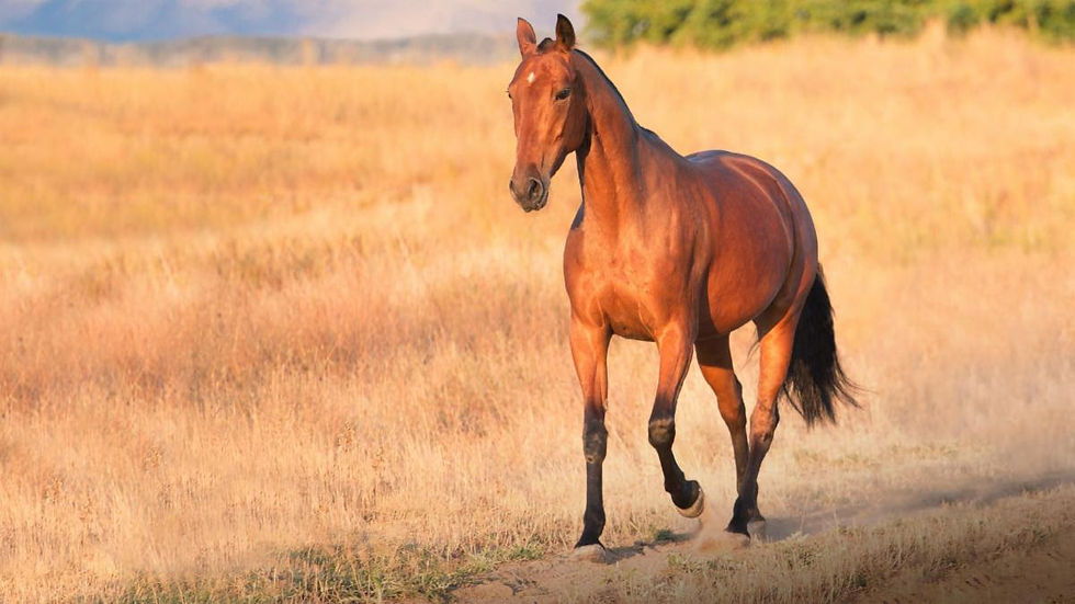 Horses deserve space, freedom, and safety every day.