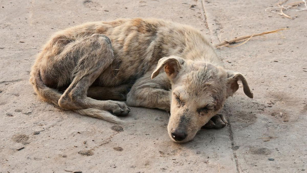 Homeless animals still wait for kindness.