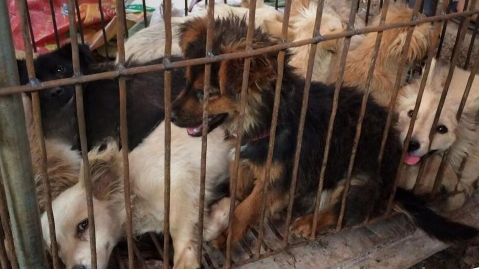 Small dogs are not exempt from the dangers of the meat trade.