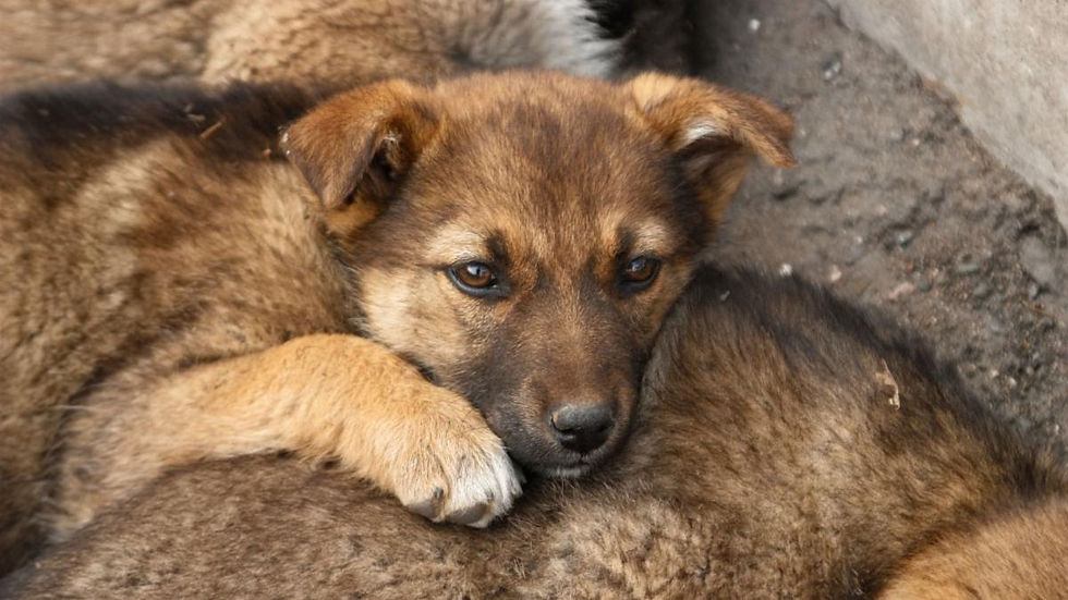 Some dogs are still waiting to find love like Eliza did.