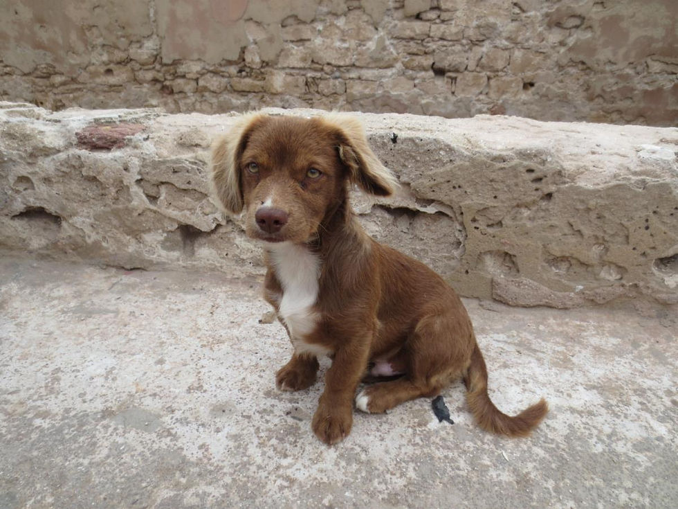 stray dog, dogs, dog, stray puppy, puppy