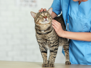 Essential Tips for Navigating Stressful Vet Visits with Your Cat