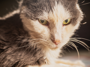 Understanding Cat Meowing: Exploring Feline Communication