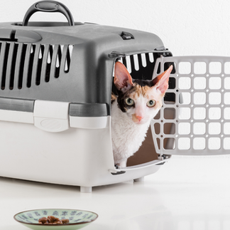Cat Carrier Positive Reinforcement