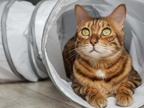 Tabby Cat in a Tunnel