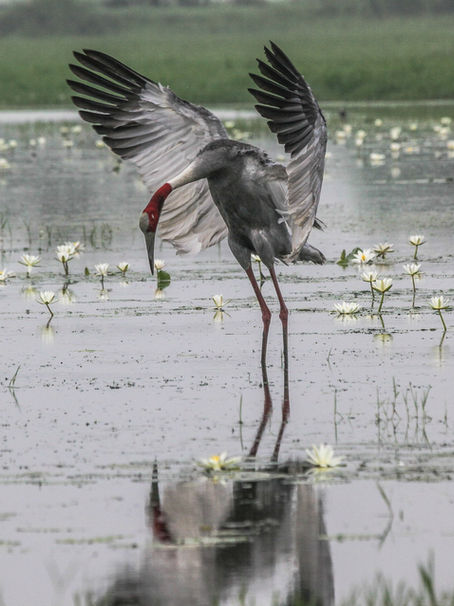 The Art of the Perfect Itinerary: How We Craft Your Dream Wildlife Journey in India