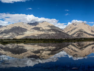 Decoding India's Wild Seasons: When to Plan Your Specialized Wildlife Journey