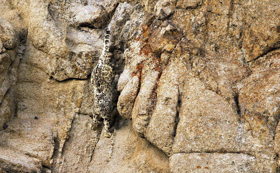 Snow Leopard, Ulley, Ladakh