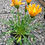 Miniatura: Planta en bolsa de 20 x 20 cm de Gazania