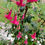 Miniatura: Flores fucsias de Chilco enano