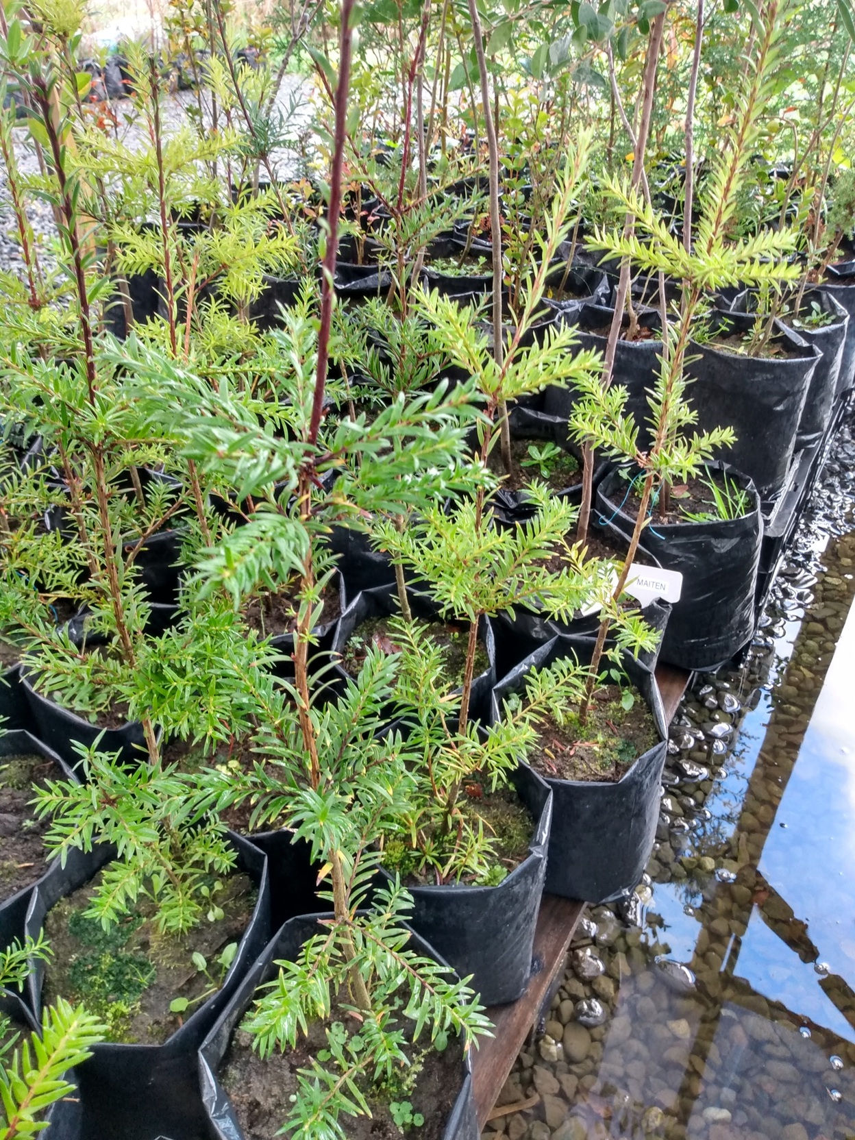 Plantas en bolsa de 20  25 cm de mañio de hoja corta