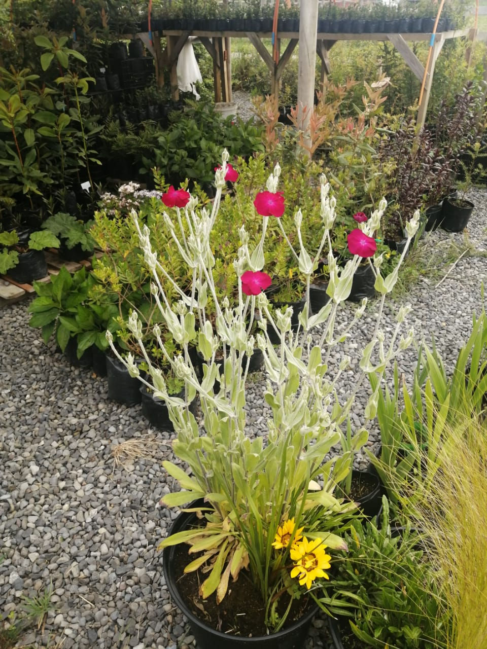 Miniatura: Arreglo en maceta de clavel lanudo