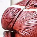 muscular anatomical torso_edited.jpg