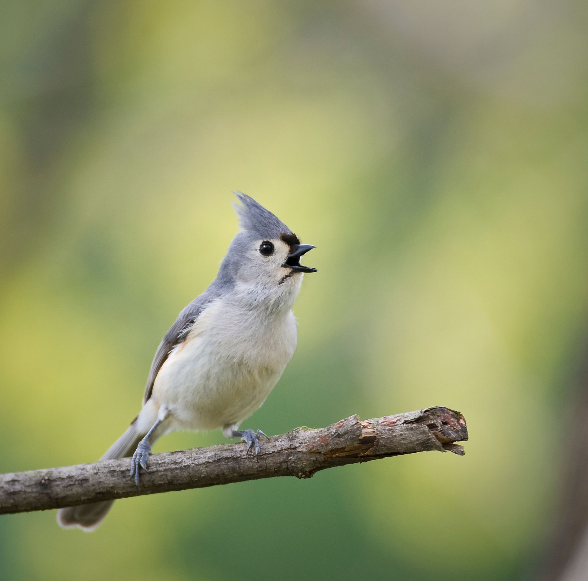 Tufted Titmouse