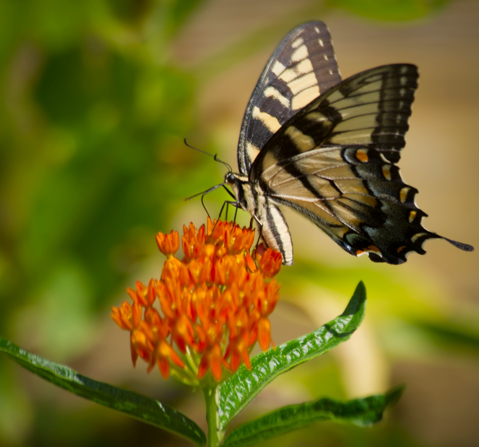Eastern Tiger Swallowtail 