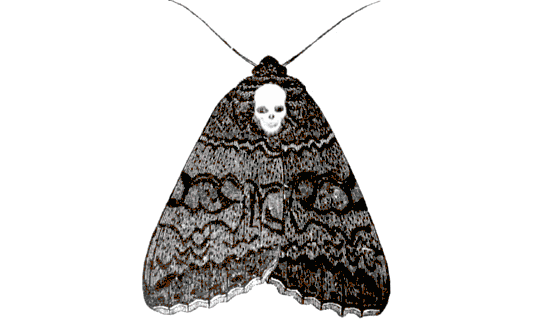 Death Hawk Moth giphy.gif