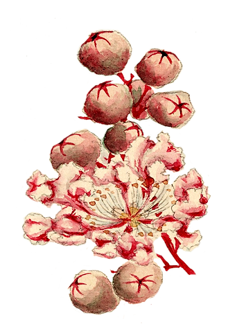 blume_frei.png