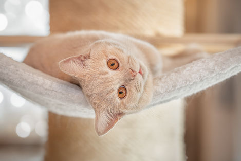 foto von einer  katze die  entspannt auf einen kratzbaum liegt und neugierig in die kamera sieht