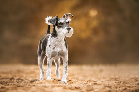foto von einem schwarz weissen schnauzer, der auf einem sandweg steht und seitlich in die ferne sieht.